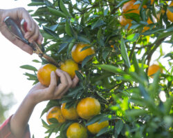 cítricos cultivo
